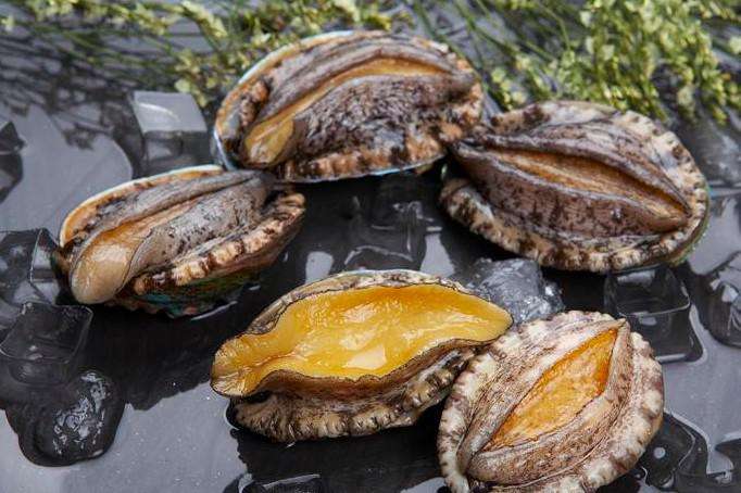 Thuisbasis van maritieme delicatessen: Professionele abalone-producent in Fujian, China