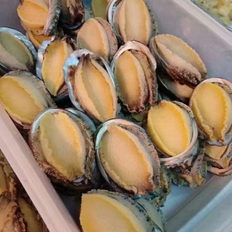 Shell-On, gestripte Abalone | Vers snel ingevroren Abalone-vlees